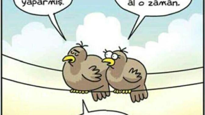 Yuvayı dişi kuş mu yapar erkek kuş mu?