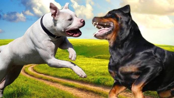 Evinde Pitbull/Rottweiler besleyen biriyle evlenir misiniz ?