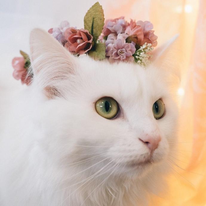 Bir kediniz olsa, ismini ne koyardınız🐈💕?