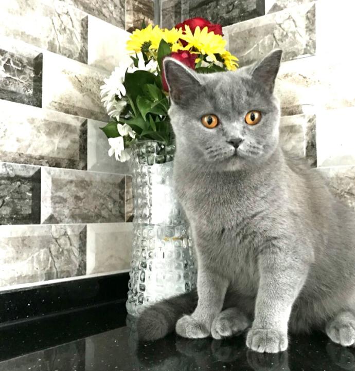 Bir kediniz olsa, ismini ne koyardınız🐈💕?
