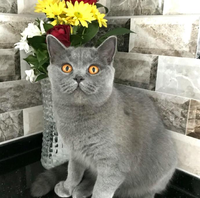 Bir kediniz olsa, ismini ne koyardınız🐈💕?