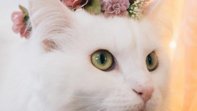 Bir kediniz olsa, ismini ne koyardınız🐈💕?