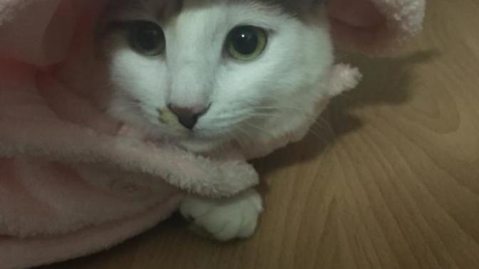 Kedim evden kaçtı geri gelir mi?
