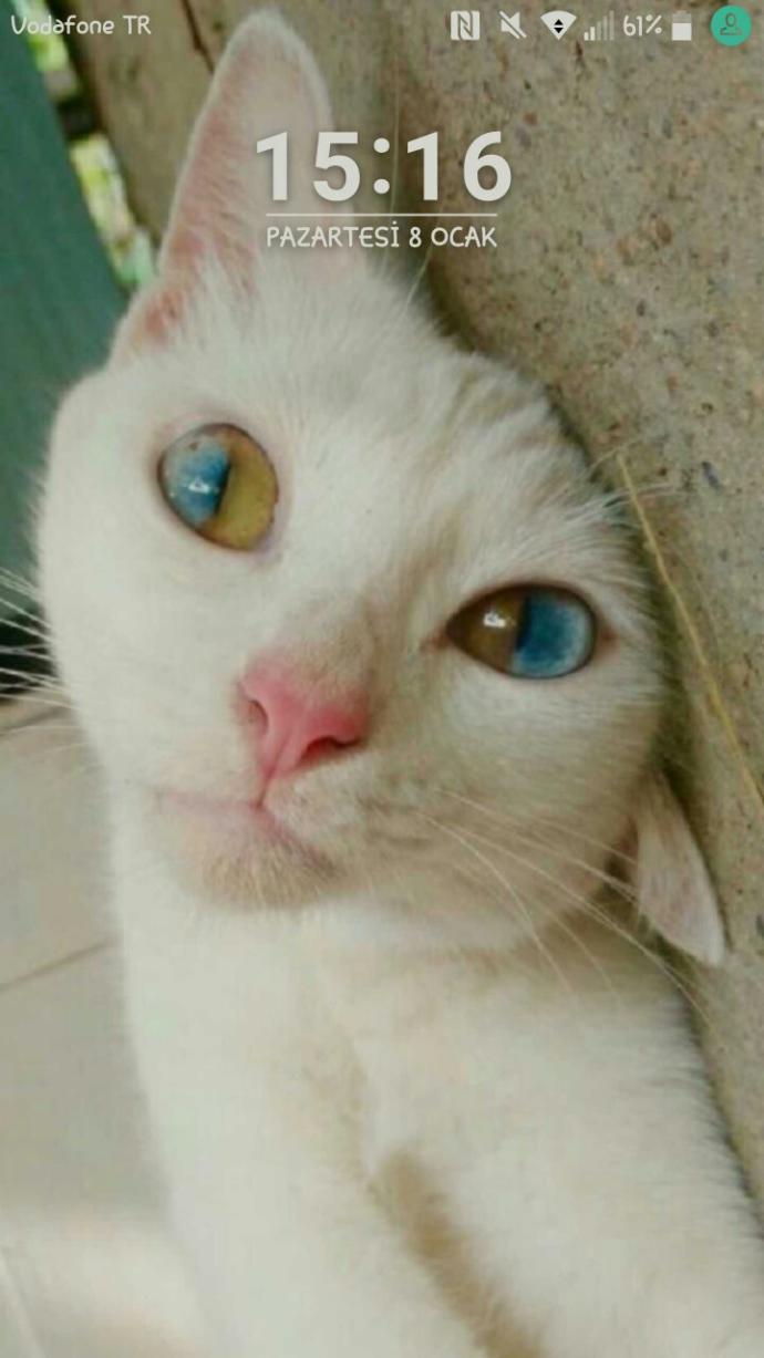 Telefon kilidi/arka plan fotoğrafınız hangisi?