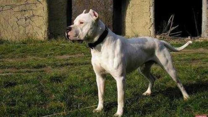 Kedimi köpekmi daha güçlü?