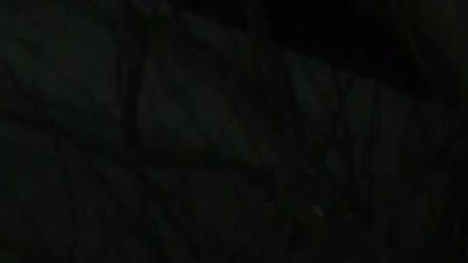 Kedi tırmalamasından kuduz bulaşır mı?
