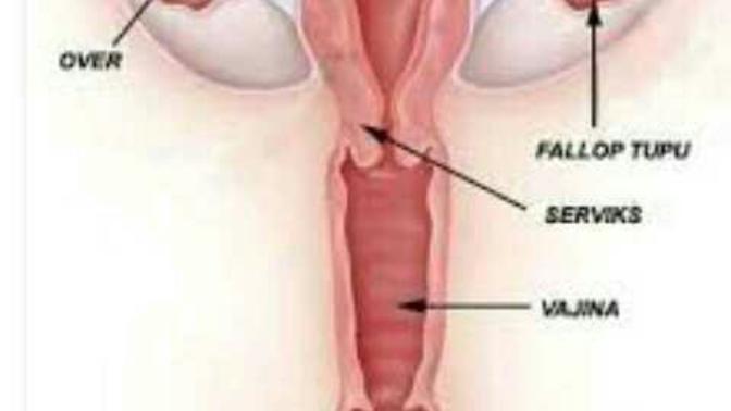 Kızlık zarı nedir?