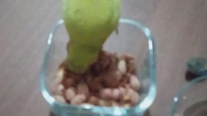 Sizin muhabbet kuşunuz tuzlu fıstık yer mi benimki gibi😂?
