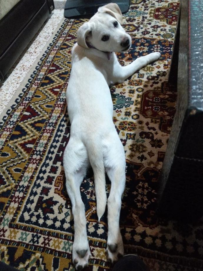 Bu köpeğimin cinsini tam olarak bilen var mı?