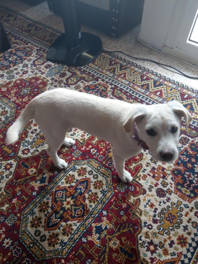 Bu köpeğimin cinsini tam olarak bilen var mı?