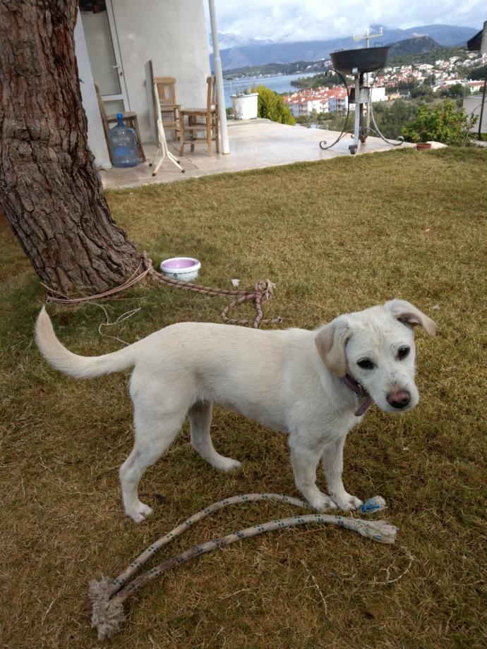 Bu köpeğimin cinsini tam olarak bilen var mı?