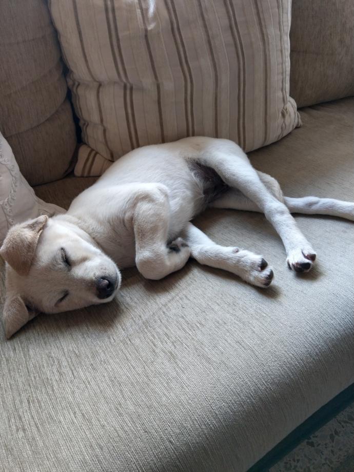 Bu köpeğimin cinsini tam olarak bilen var mı?