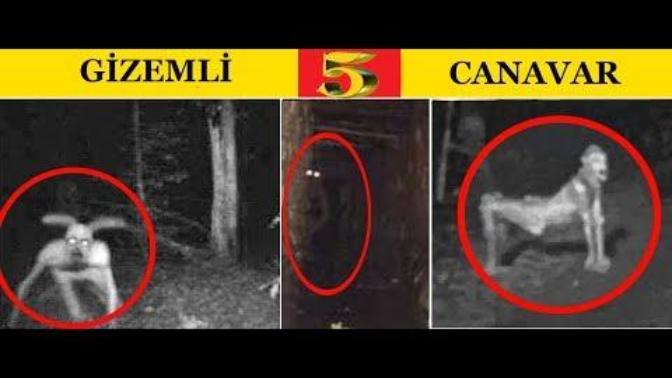 Sizce bu kameralara yakalanan Yaratıklar gerçek mi?