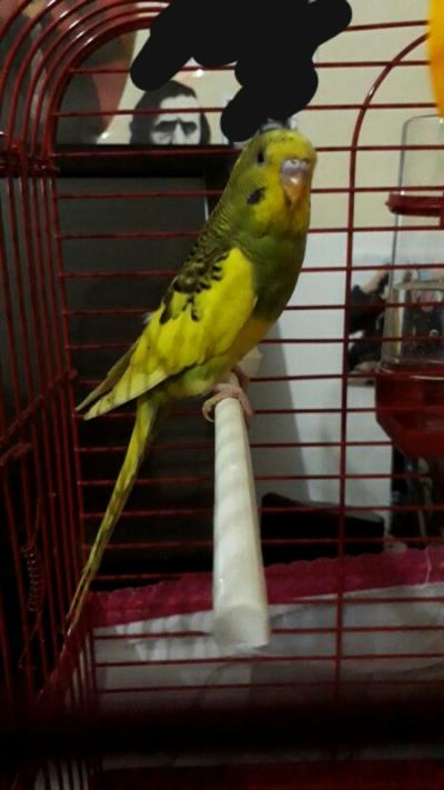 Muhabbet Kusum Cok Mu Zayif Kizlarsoruyor