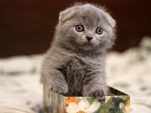 Scottish Fold kedi besleyenler?