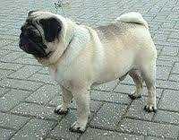 Golden mi Pug mu??