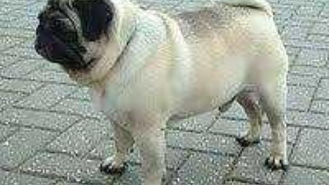 Golden mi Pug mu?