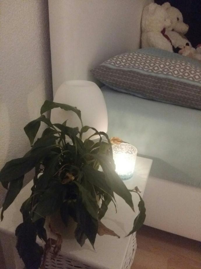 bu ciceklerim niye hep ölüyor??