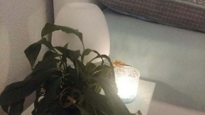 Bu ciceklerim niye hep ölüyor?