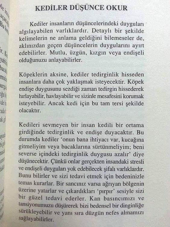 Kediler Düşünce Okur?