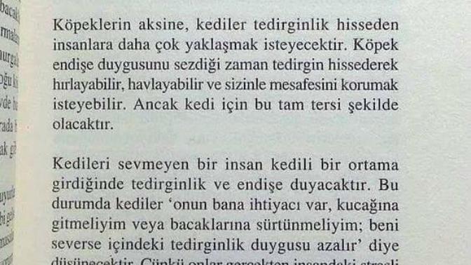 Kediler Düşünce Okur?