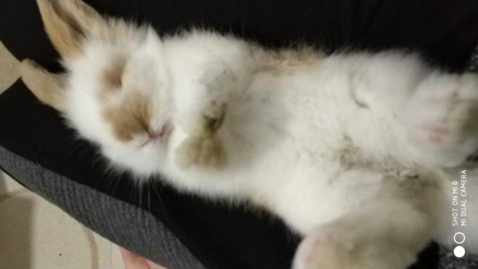 Hollanda Lop Tavşanı Besleyim mi?