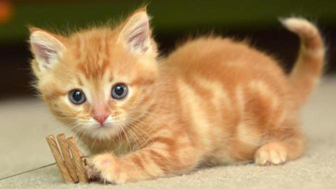 Kedi sever misiniz? Hangi renk kedi daha güzel?