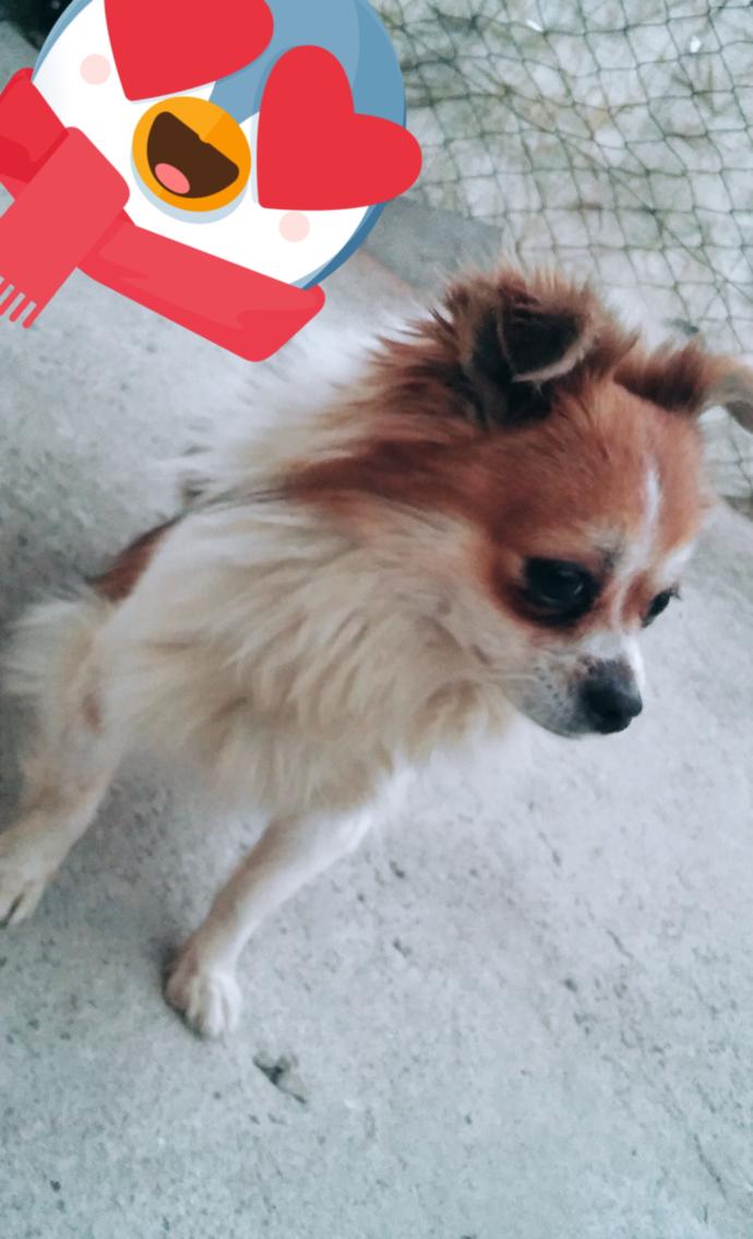 KÖPEĞİMİN CINSİ NE ?
