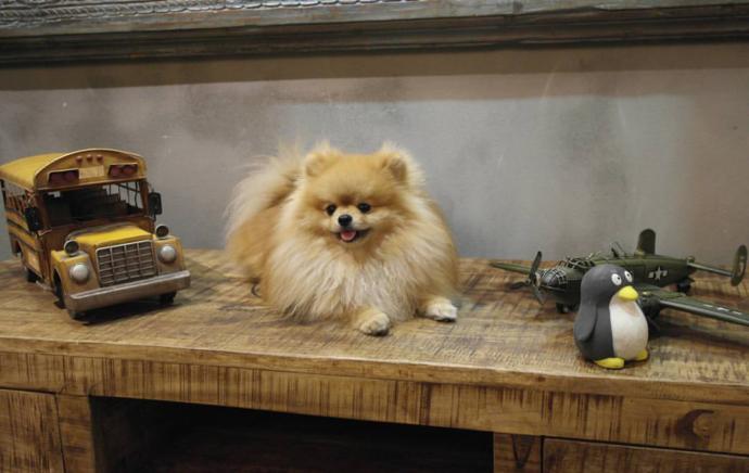 KÖPEĞİMİN CINSİ NE?