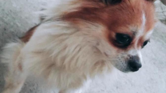 KÖPEĞİMİN CINSİ NE?