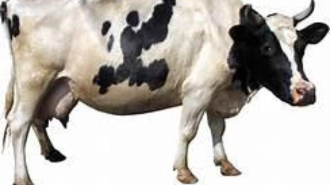Bir ineği merdivenlerden aşağı indirebilirsin ama asla merdivenlerden yukarı çıkartamazsın doğrumu yanlışmı?