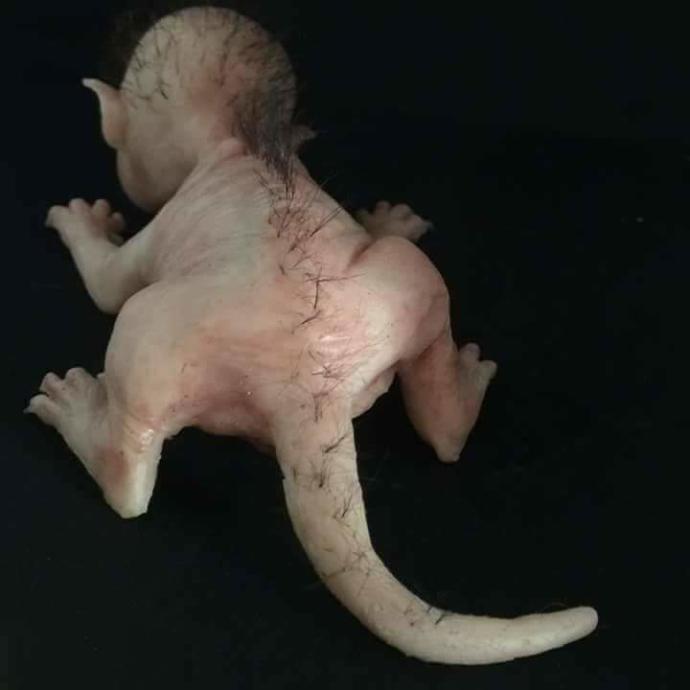 Yarı İnsan Yarı Kedi Görünümlü Canlı Sosyal Medyayı Salladı, Böyle Birşeyin Olması gerçekten Mümkünmü?