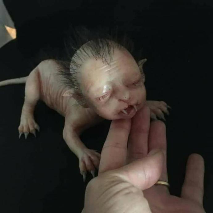 Yarı İnsan Yarı Kedi Görünümlü Canlı Sosyal Medyayı Salladı, Böyle Birşeyin Olması gerçekten Mümkünmü?