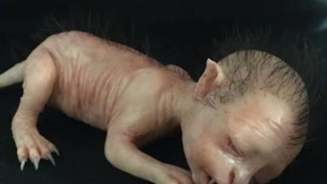 Yarı İnsan Yarı Kedi Görünümlü Canlı Sosyal Medyayı Salladı, Böyle Birşeyin Olması gerçekten Mümkünmü?