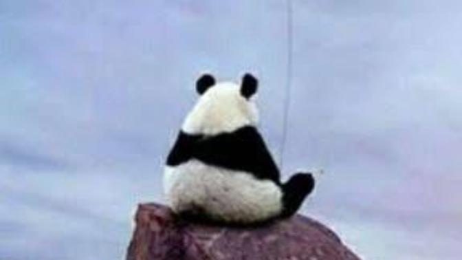 Pandalar üzgün olduklarında bir köşeye çekilip yalnız başlarına otururlarmış, siz canınız sıkılınca ne yaparsınız?