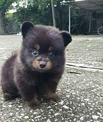 Sizce bu ayi yavrusu mu yoksa köpek yavrusu mu??