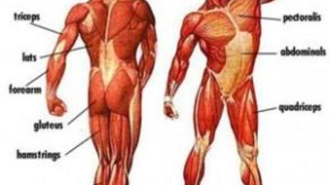 İnsan Vücudu Anatomisi? Hadi Bakalım kimCevap Verebilecek?