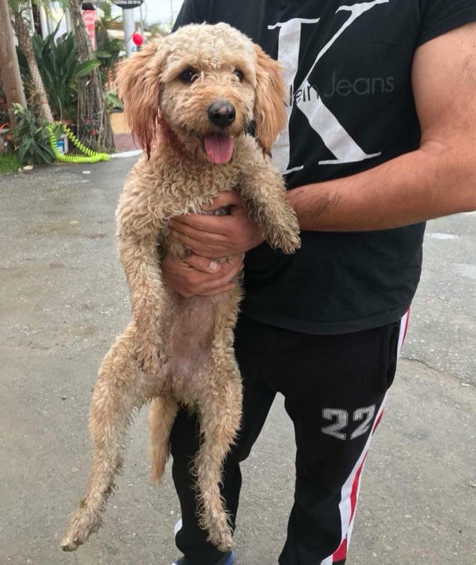 Bu köpeğin cinsini bilen varmı? lütfen?