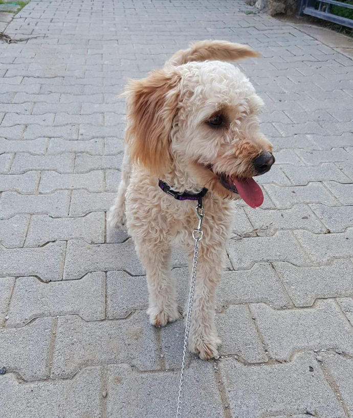 Bu köpeğin cinsini bilen varmı? lütfen?