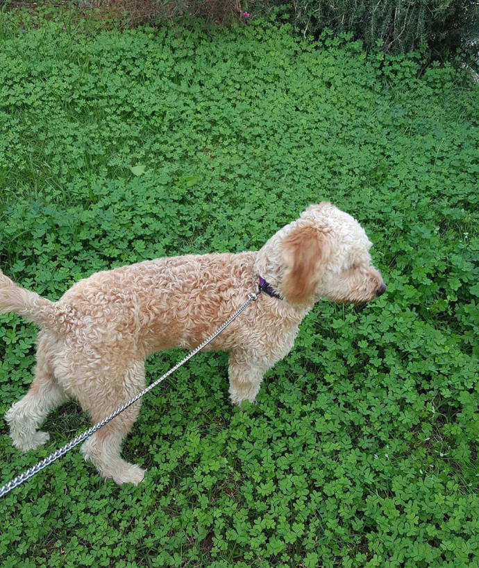 Bu köpeğin cinsini bilen varmı? lütfen?