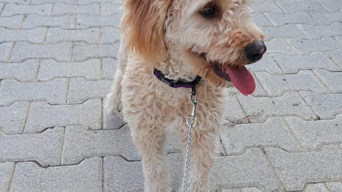 Bu köpeğin cinsini bilen varmı? lütfen?