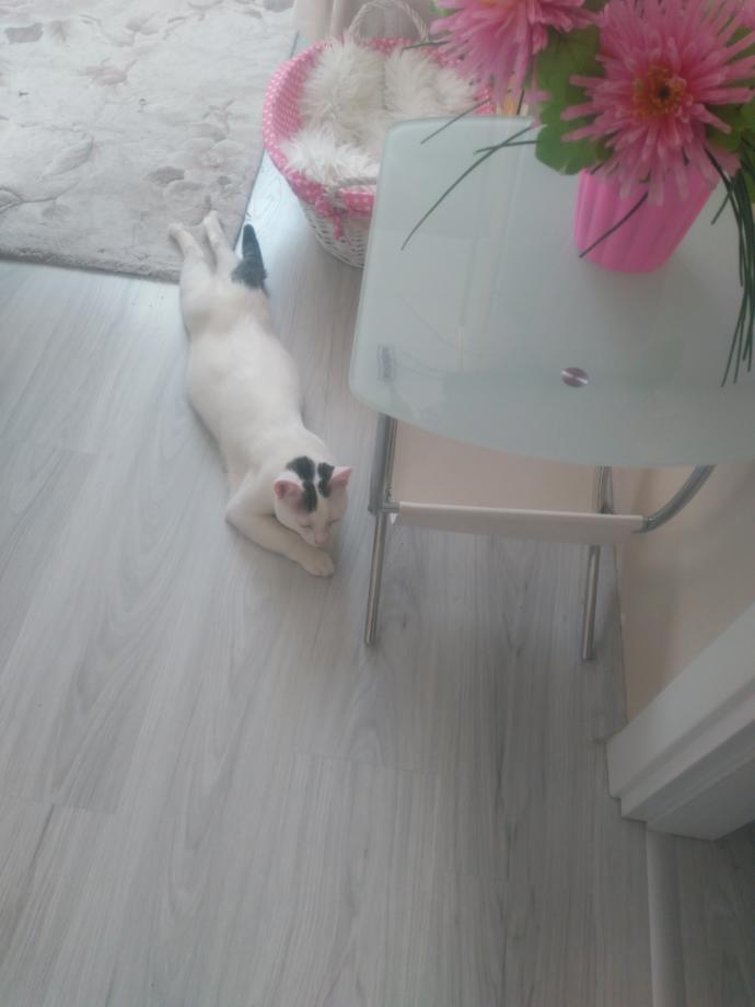 Kedim neden arka ayaklarını uzatıp yatıyor?