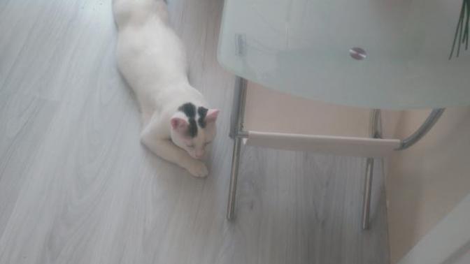 Kedim neden arka ayaklarını uzatıp yatıyor?