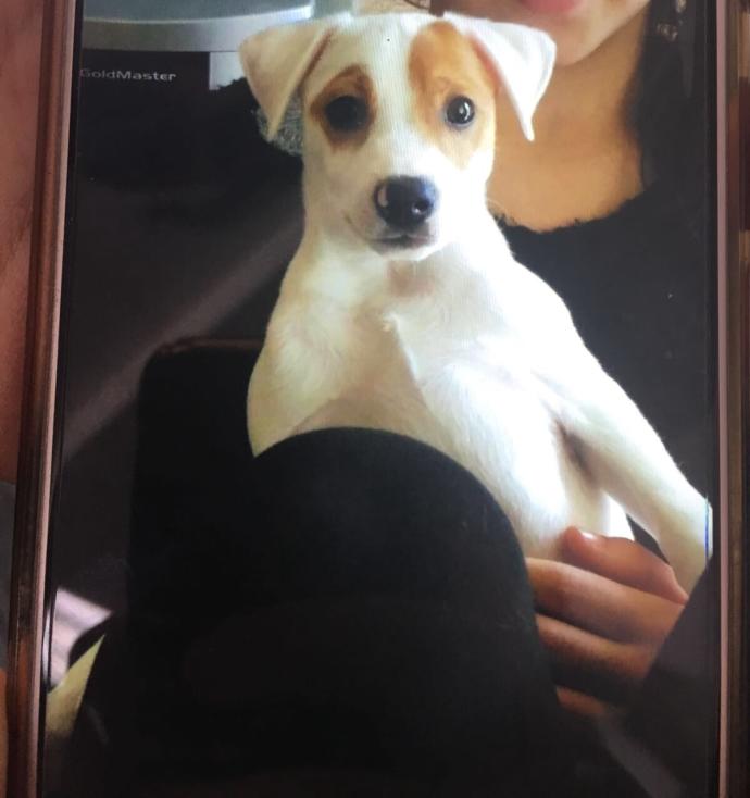 köpeğin cinsi ne?