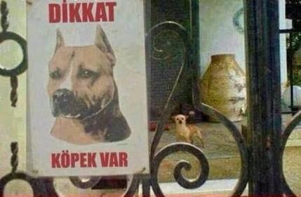 Köpeğin cinsi ne?