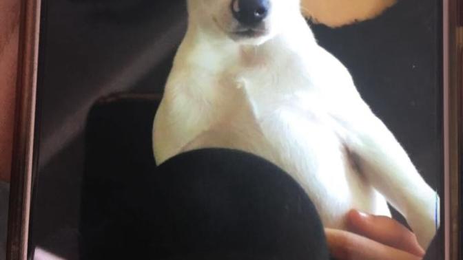 Köpeğin cinsi ne?