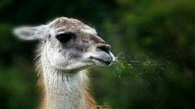 Lama gibi yüzüne tükürmek istediğiniz insanlar var mı?