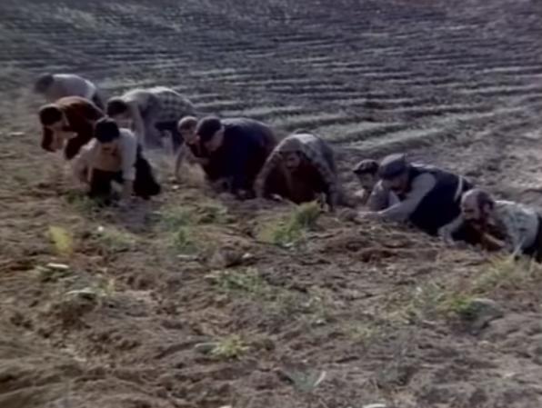 Eşinizin ailesi hıyar tarlanıza girip bütün hıyarları yerse ne yaparsınız?