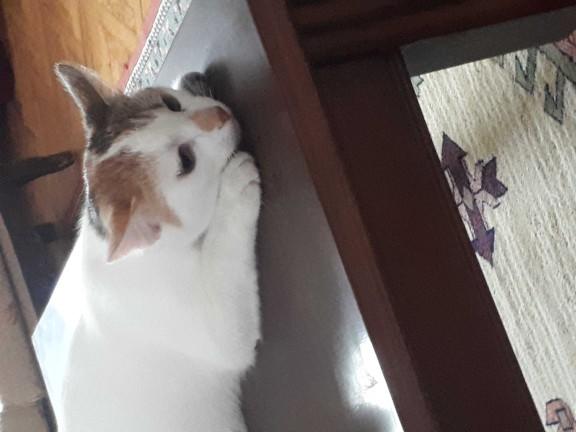 Kedim et ve et ürünleri yemiyor ama sebzeye bayılıyor. Vejeteryan kedi olur mu??
