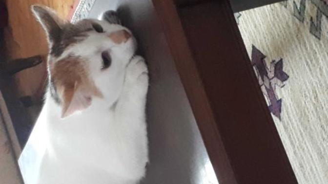 Kedim et ve et ürünleri yemiyor ama sebzeye bayılıyor. Vejeteryan kedi olur mu?